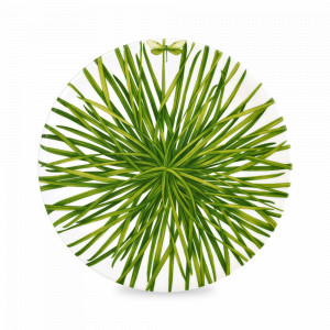 Блюдо сервировочное, 31 см, костяной фарфор, белый, зеленый, серия Life in green, TAITU, Италия, TAITU (Италия)