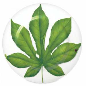 Блюдо сервировочное, 31,5 см, костяной фарфор, белый, зеленый, серия Freedom, TAITU, Италия, TAITU (Италия)