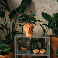 Ваза для цветов Apollo, 23.4 см, керамика, терракотовый, DOIY, Испания_00819740048121637111.jpg