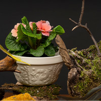 Салатник , 17 см, 850 мл, керамика, кремовый, серия Birds of Paradise, LIBERTY JONES, Россия_00812580065797783474.jpg