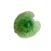 Блюдо сервировочное Tomate, 18 х 17 см, керамика, зеленый, серия Riviera, COSTA NOVA, Португалия, 