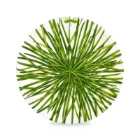 Блюдо сервировочное, 31 см, костяной фарфор, белый, зеленый, серия Life in green, TAITU, Италия, 